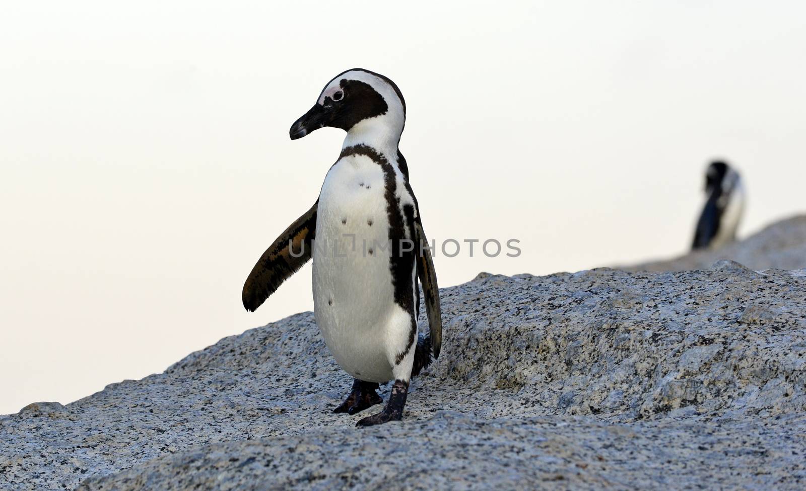 Walking  African penguin (spheniscus demersus) at the Boulders. South Africa