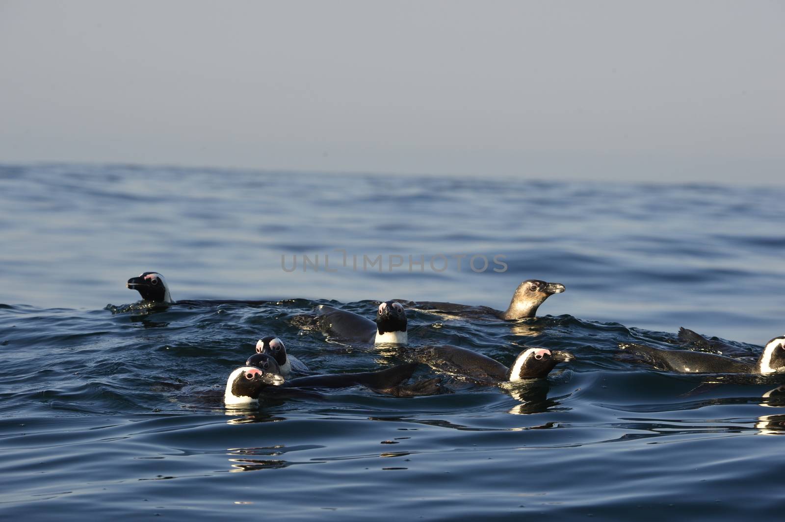 Swimming  African penguin (spheniscus demersus) at the ocean. South Africa