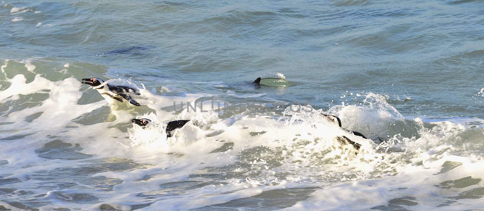 Swimming  African penguin (spheniscus demersus) at the ocean. South Africa