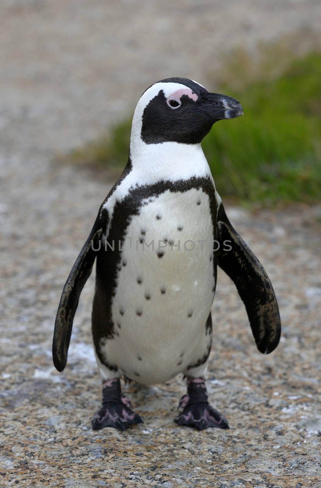 Walking  African penguin (spheniscus demersus) at the Boulders. South Africa