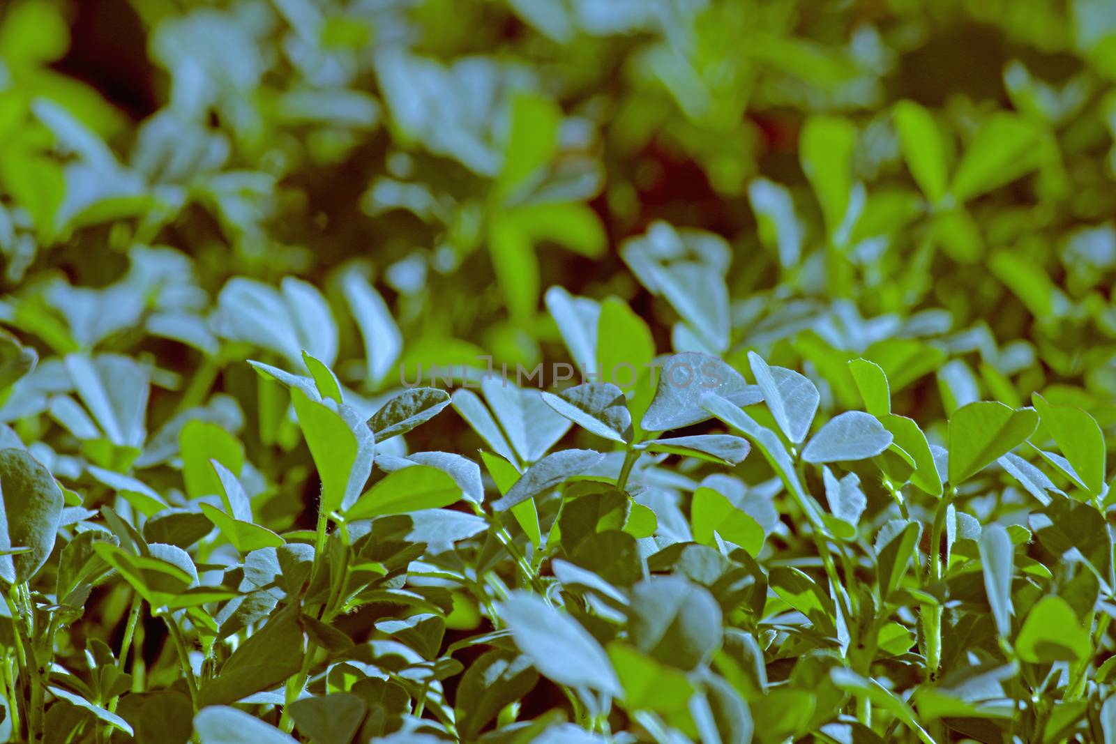 Plants of Fenugreek Foenum-graecum in a field