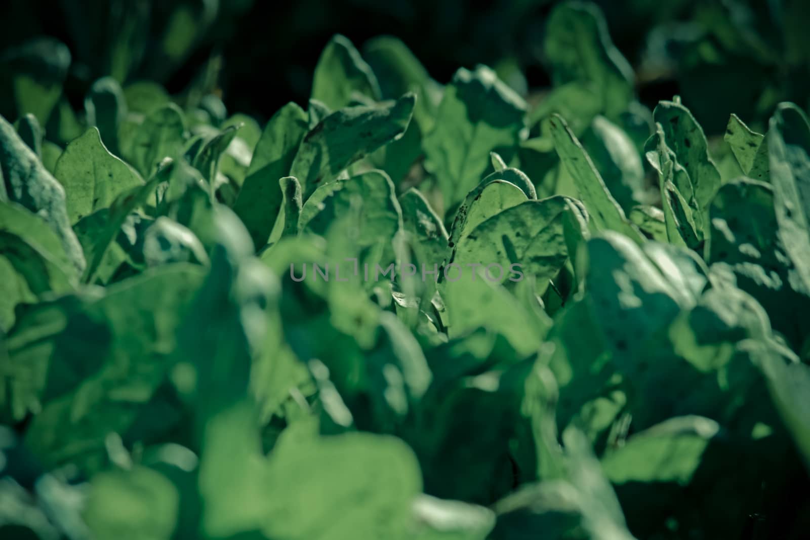 Fresh young spinach in a field