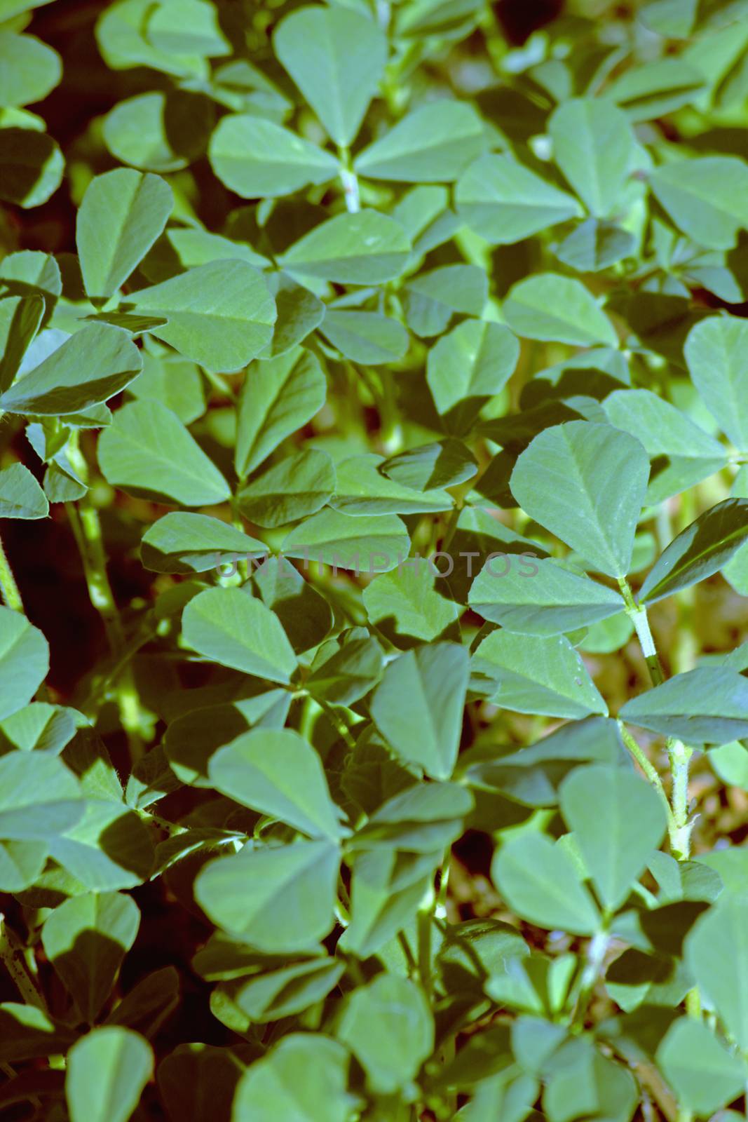 Plants of Fenugreek Foenum-graecum in a field