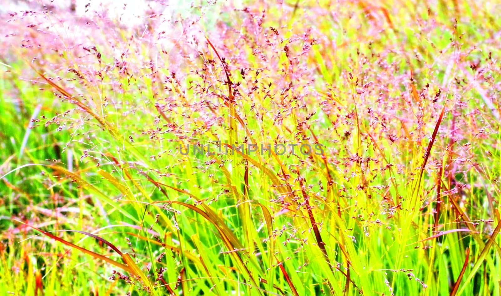 Colorful flowers field