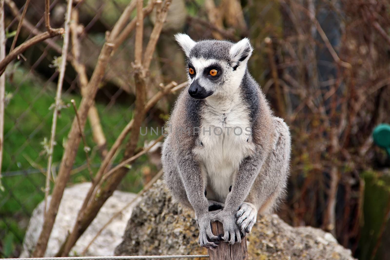 Ring-tailed lemur was greeting people out of his cage at Salzburg zoo