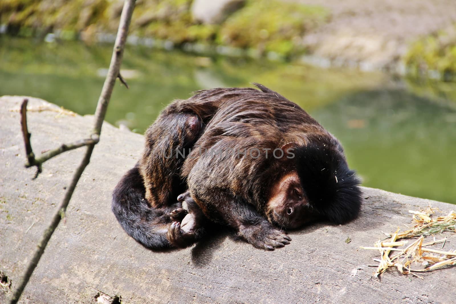 A dark brown monkey is laying on a log in the sunshine day.