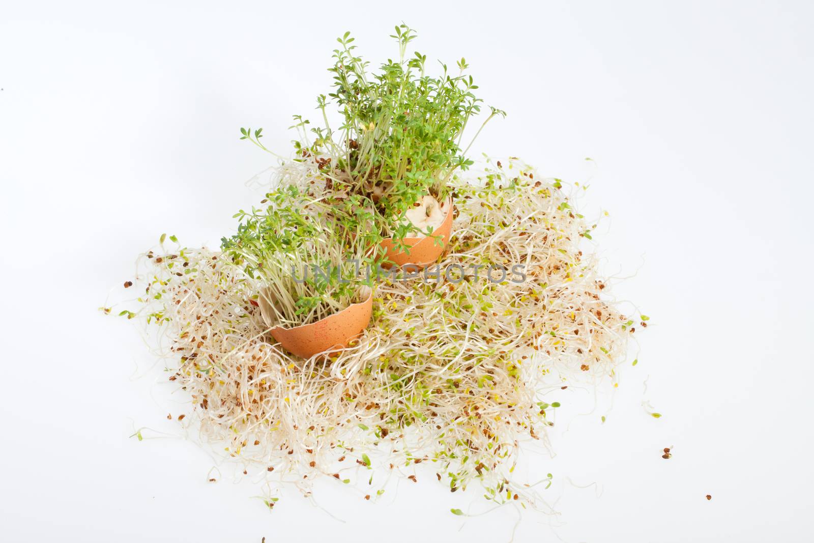 Fresh Alfalfa Sprouts and Spring Easter Egg by wjarek