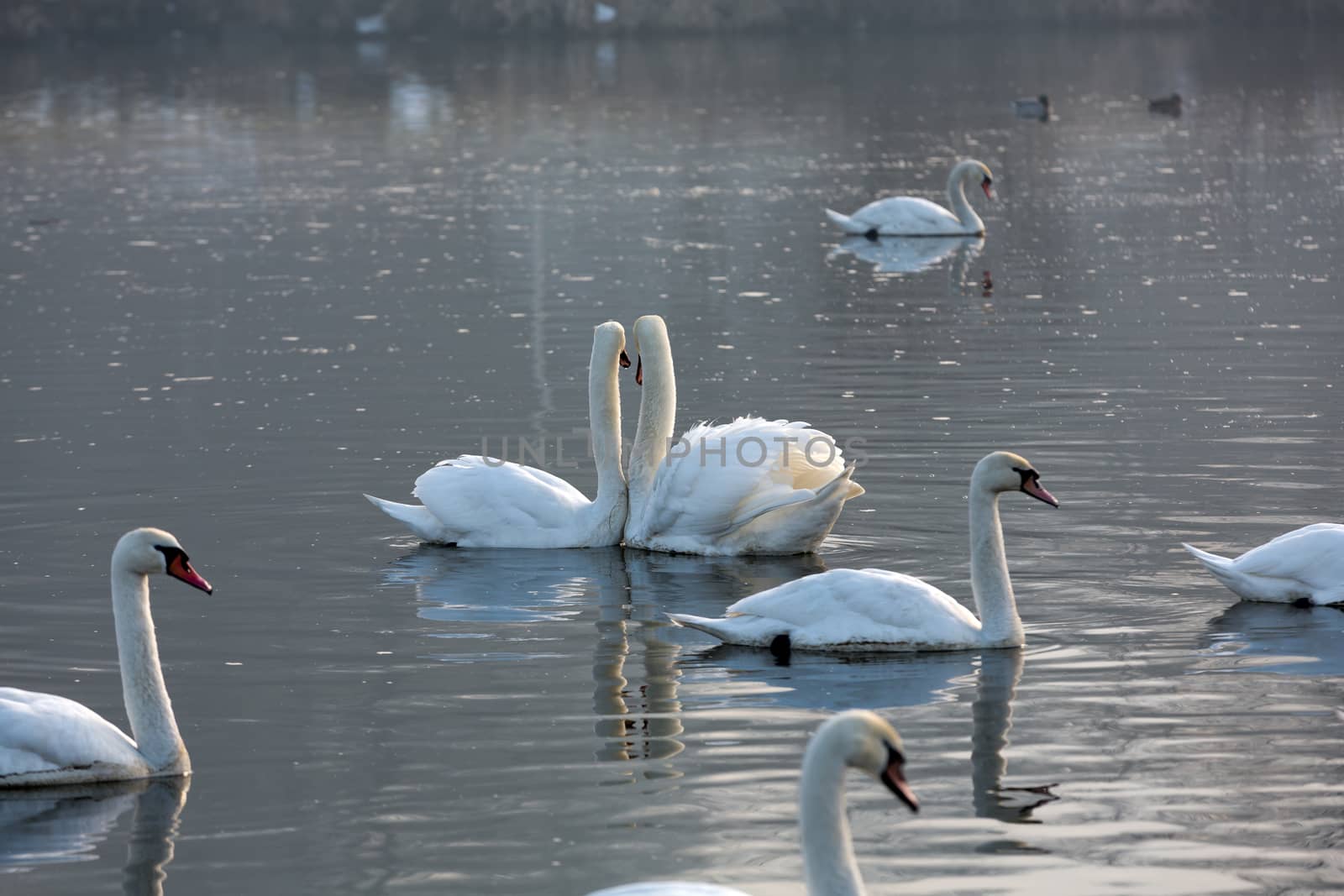 Beautiful white swans floating on the water by wjarek