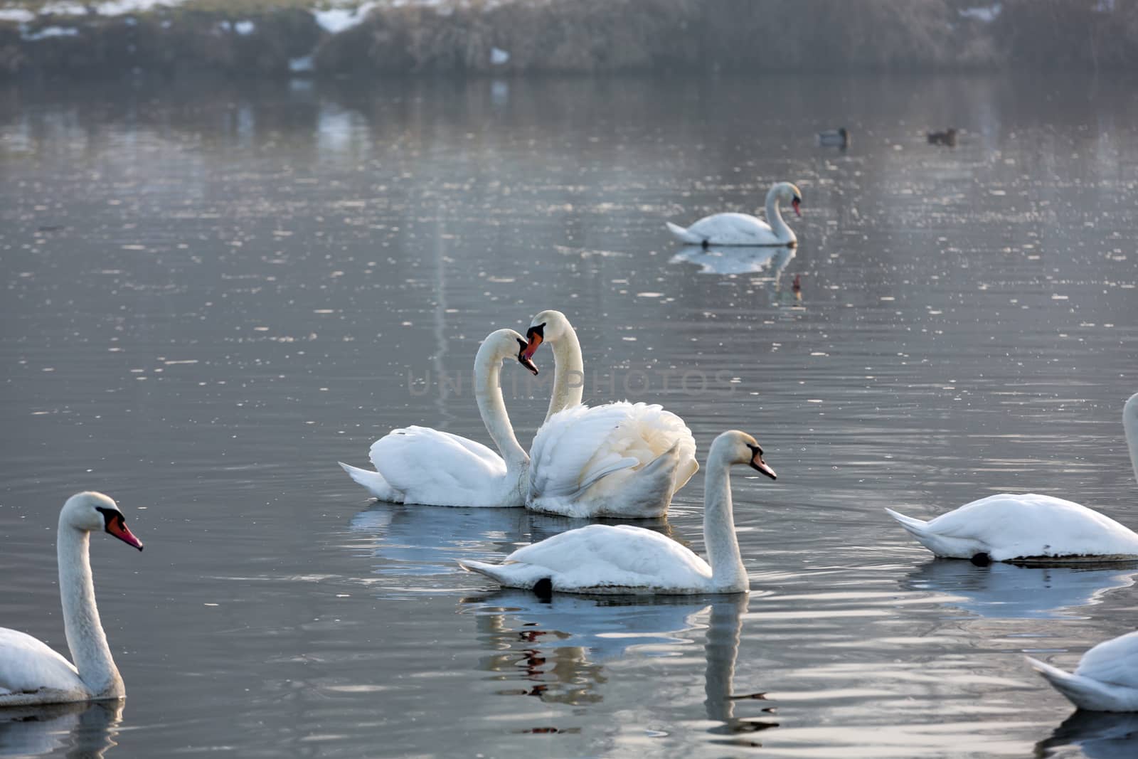 Beautiful white swans floating on the water by wjarek