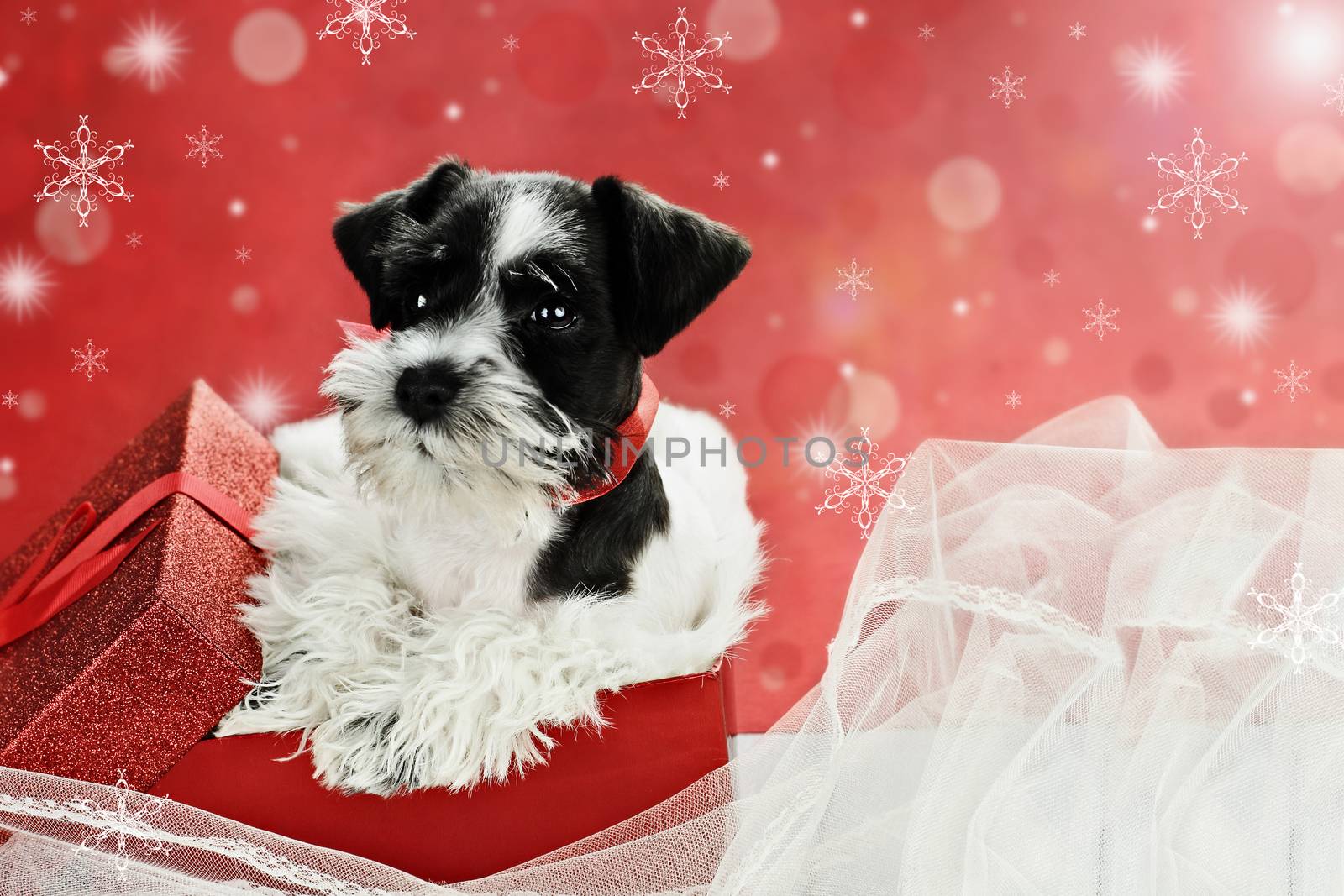 Cute little black and white Mini Schnauzer puppy peeping out of a beautiful red festive Christmas present. Extreme shallow depth of field with selective focus on puppies face.