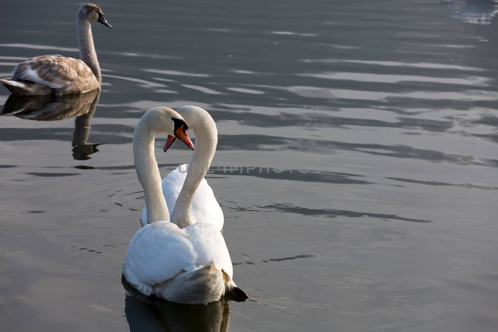 Beautiful white swans floating on the water by wjarek