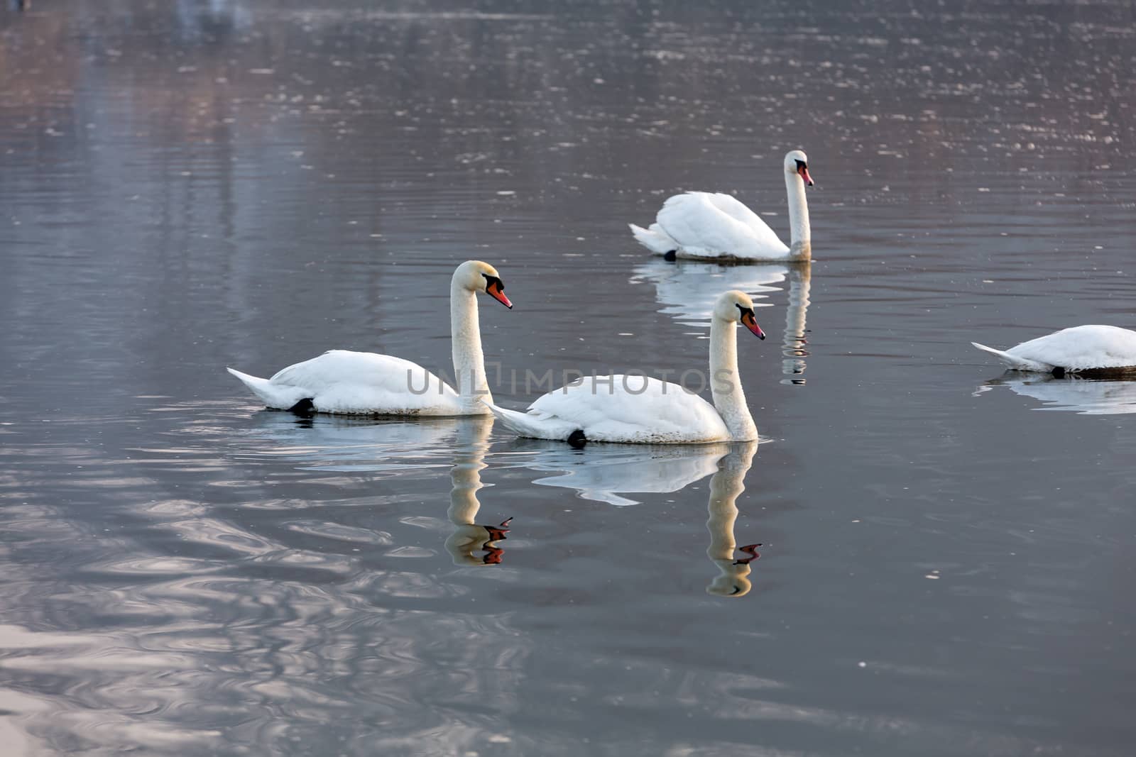 Beautiful white swans floating on the water by wjarek