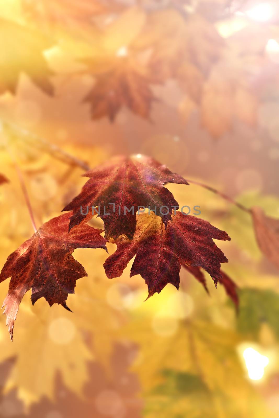 Defocused Maple leaves in the autumn sun lights with copy space. Extreme shallow depth of field.