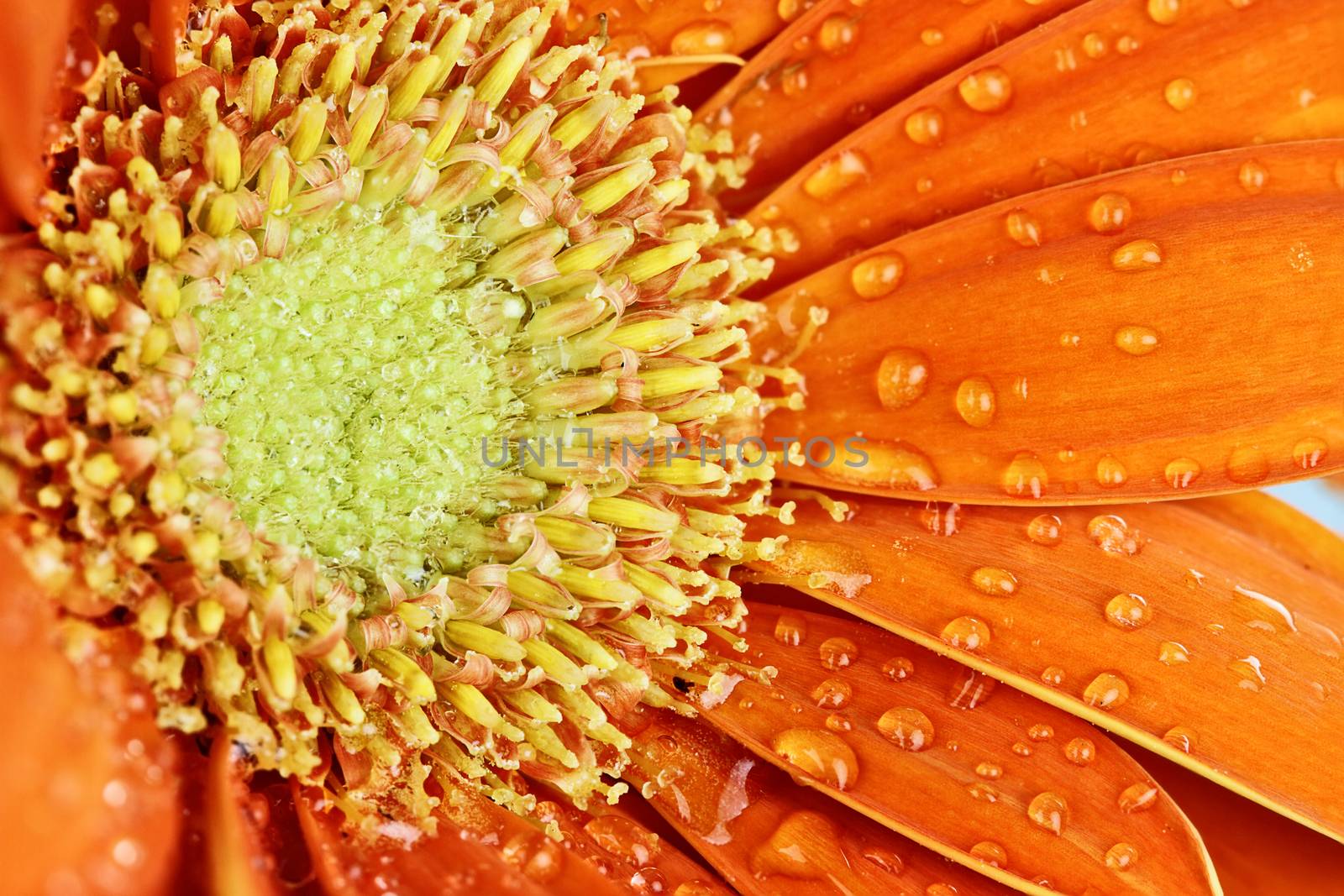 An abstract of an orange gerber daisy macro with water droplets on the petals.. Extreme shallow depth of field.