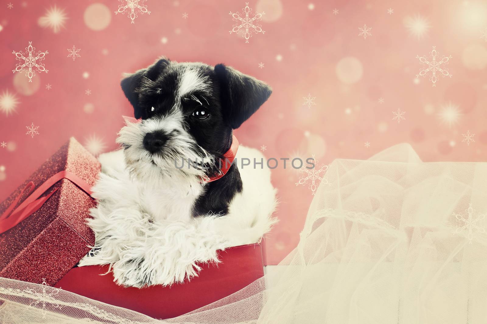 Retro image of a cute little black and white Mini Schnauzer puppy peeping out of a beautiful red festive Christmas present. Extreme shallow depth of field with selective focus on puppies face.