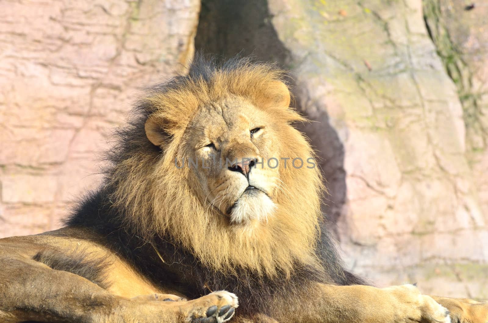 Male lion lying down