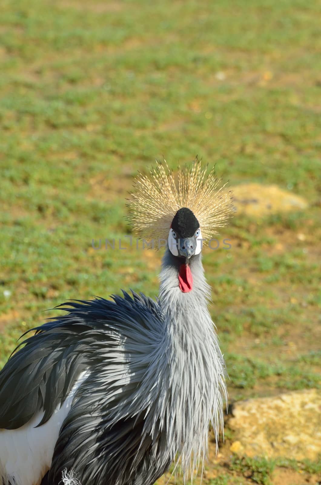 Head of grey crowned crane by pauws99