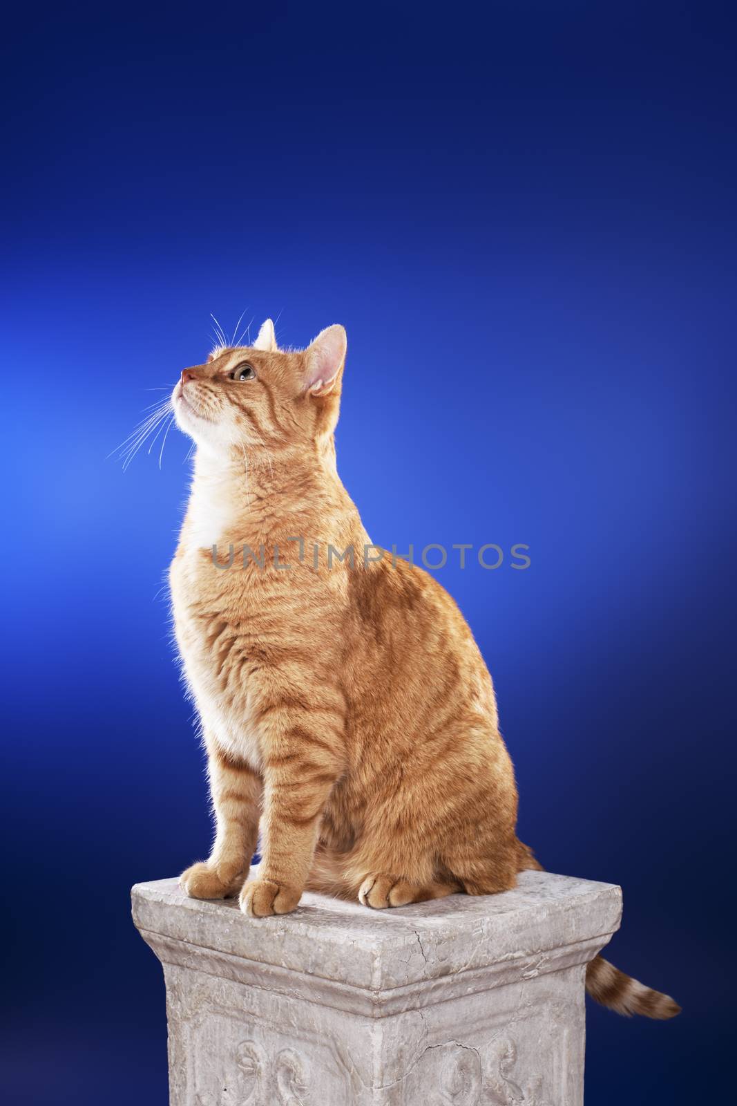Alert senior 10 year old ginger cat sitting on a column.