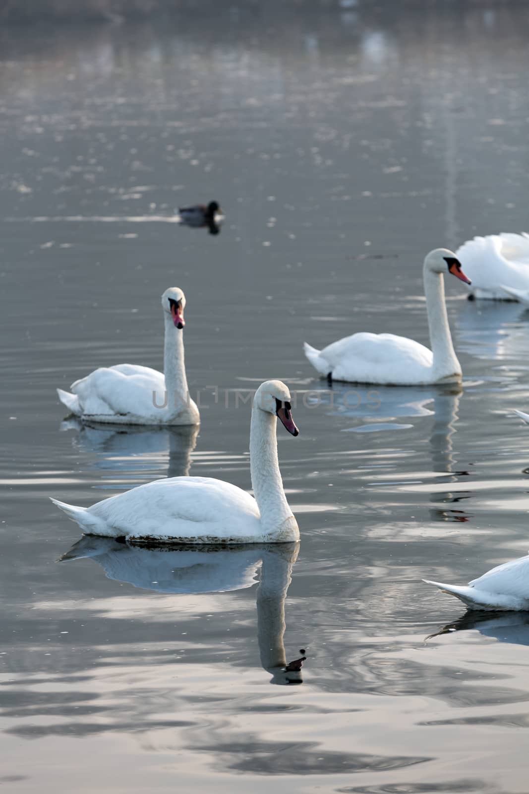 Beautiful white swans floating on the water by wjarek