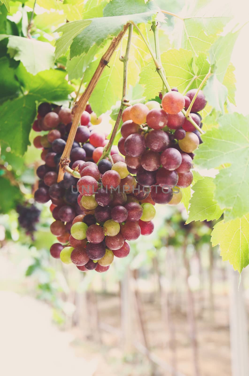 Red grape vine in the yard with retro filter effect