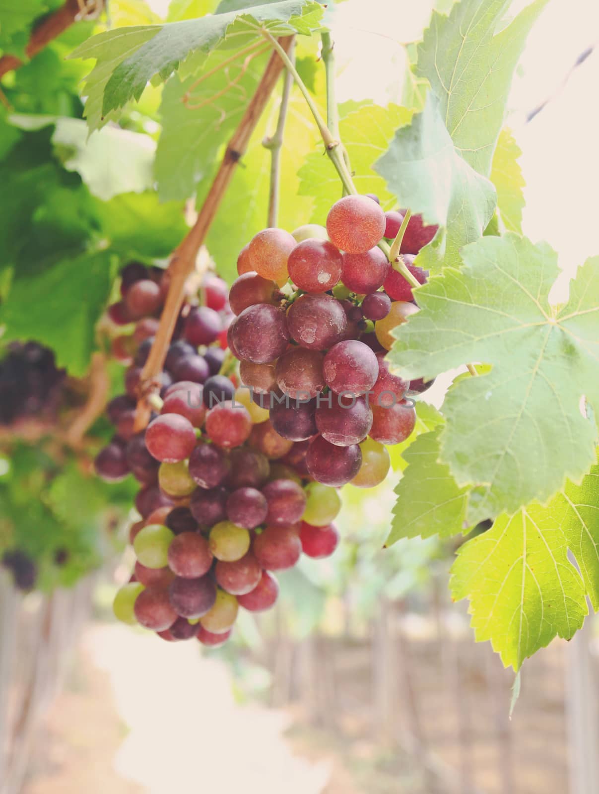 Red grape vine in the yard with retro filter effect