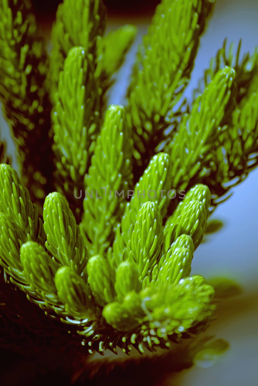 Norfolk Island pine, branch detail