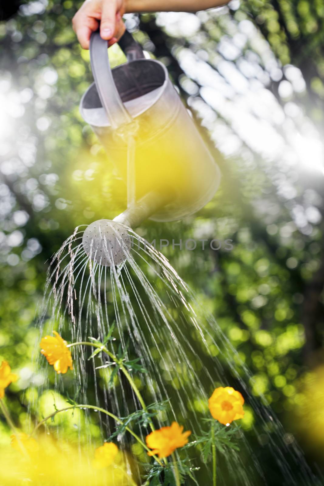 Watering flowers with a metallic watering can. Short depth-of-field, some blurry flowers in the foreground.