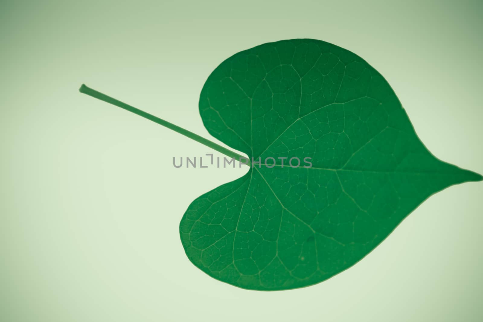 leaf of Ipomoea purpurea (tall morning-glory), Family: Convolvulaceae