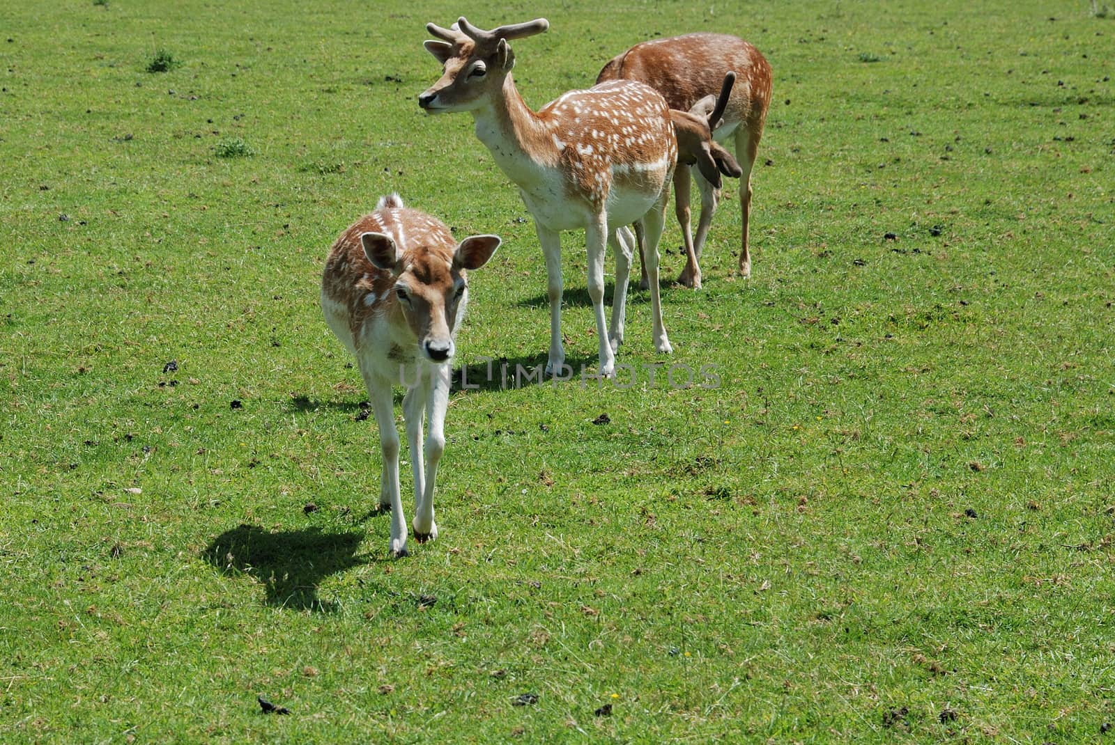 Fallow Deer (Dama dama)