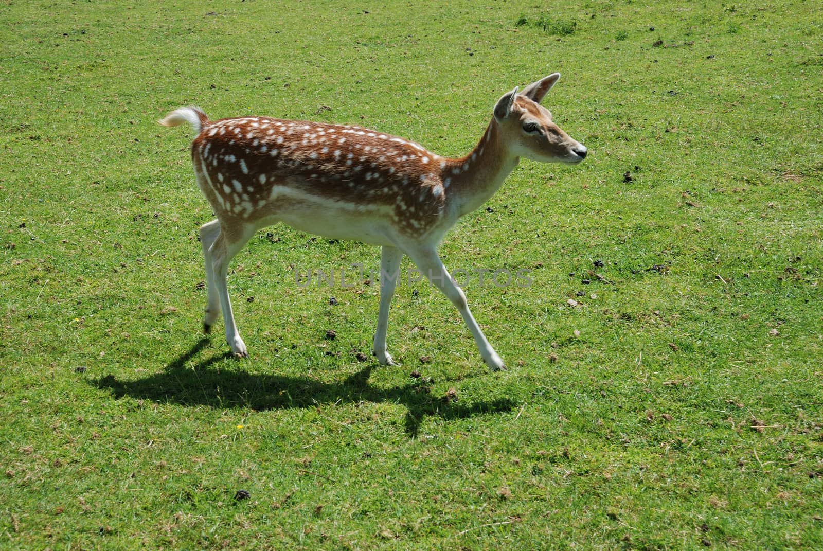 Fallow Deer (Dama dama)