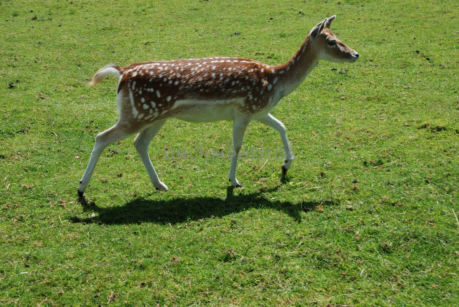 Fallow Deer (Dama dama)