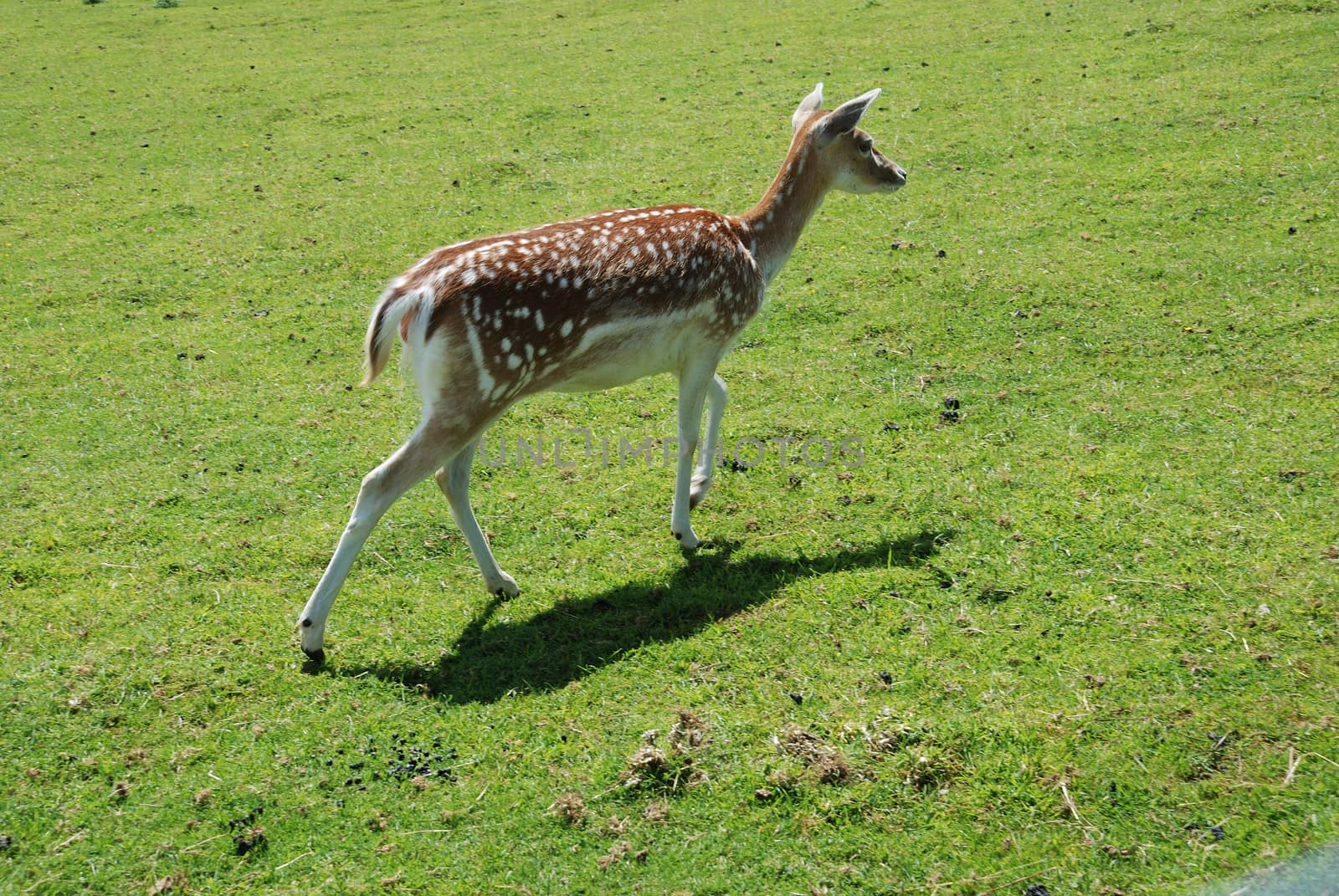 Fallow Deer (Dama dama)