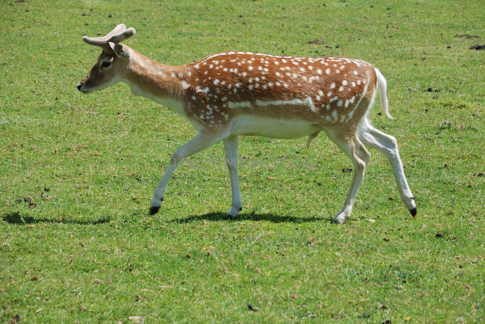 Fallow Deer (Dama dama)