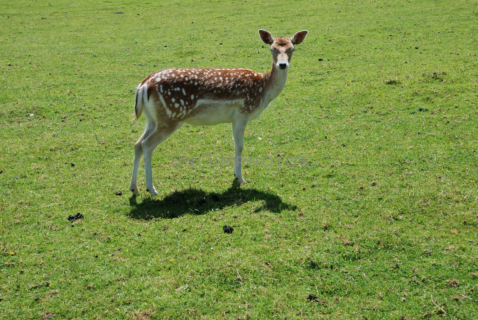 Fallow Deer (Dama dama)