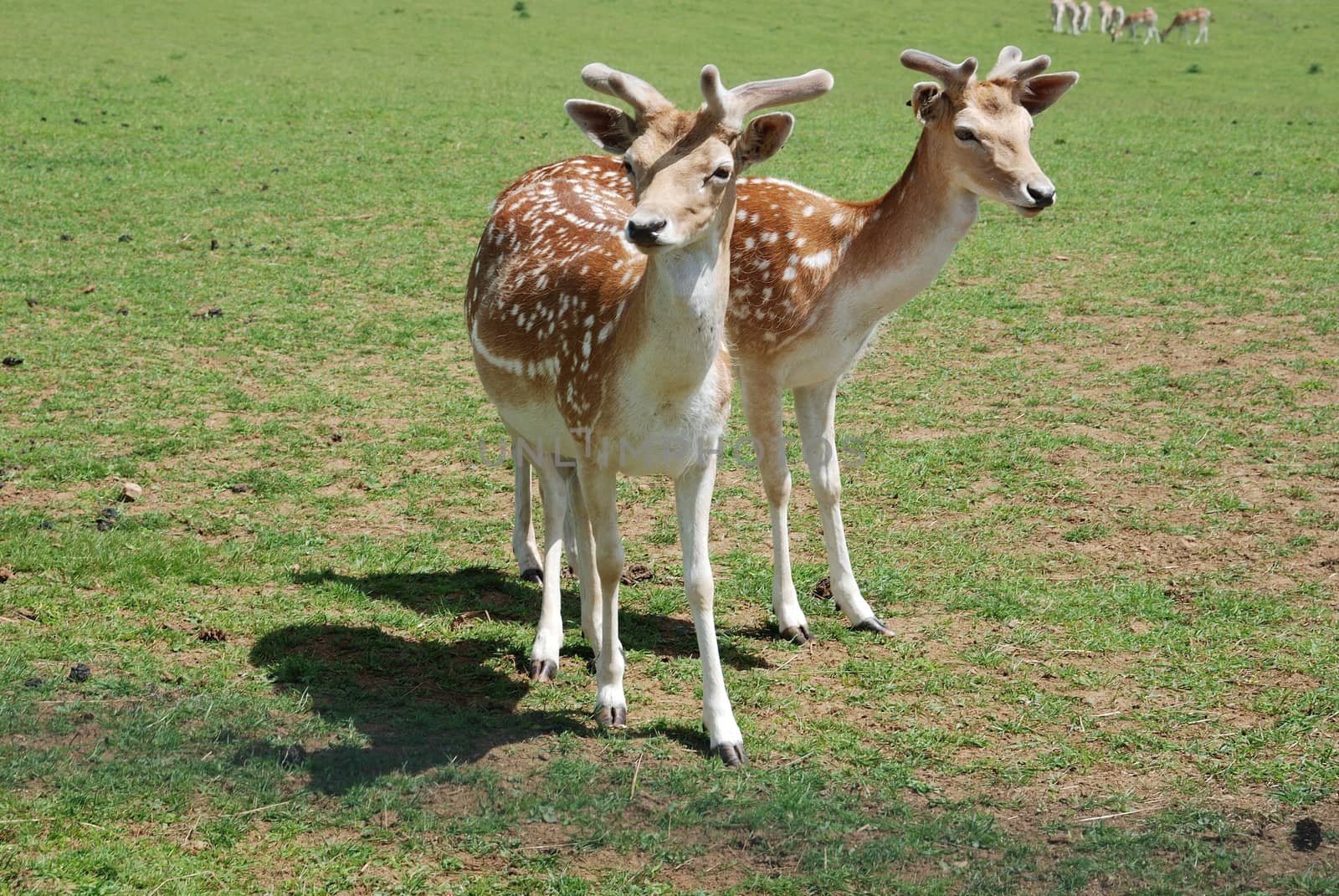 Fallow Deer (Dama dama)