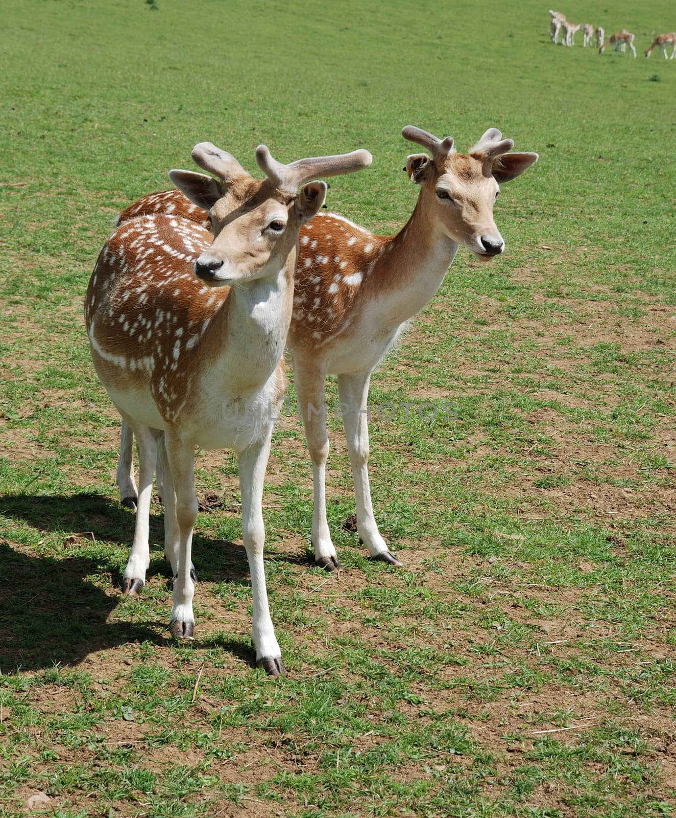 Fallow Deer (Dama dama)