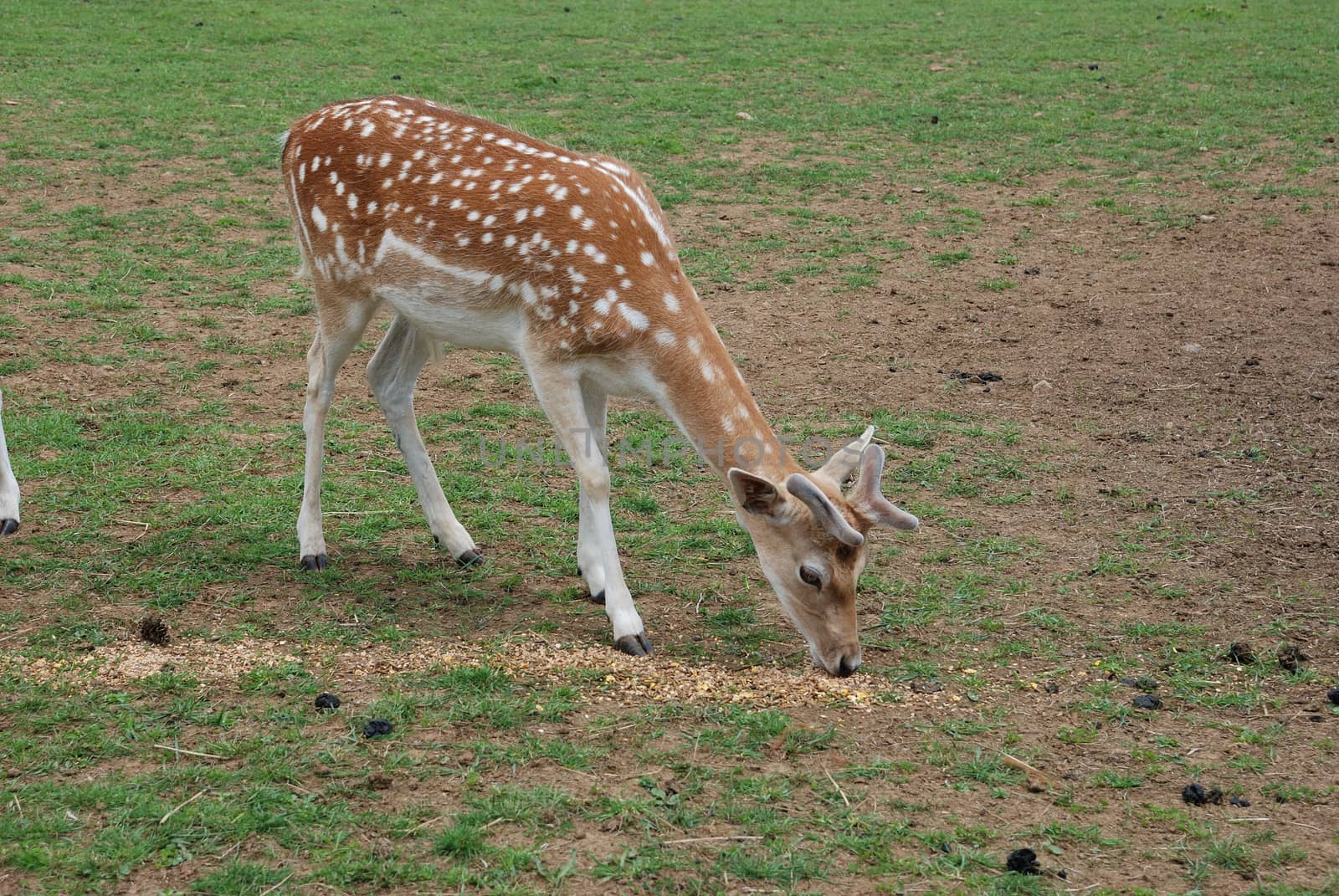 Fallow Deer (Dama dama)