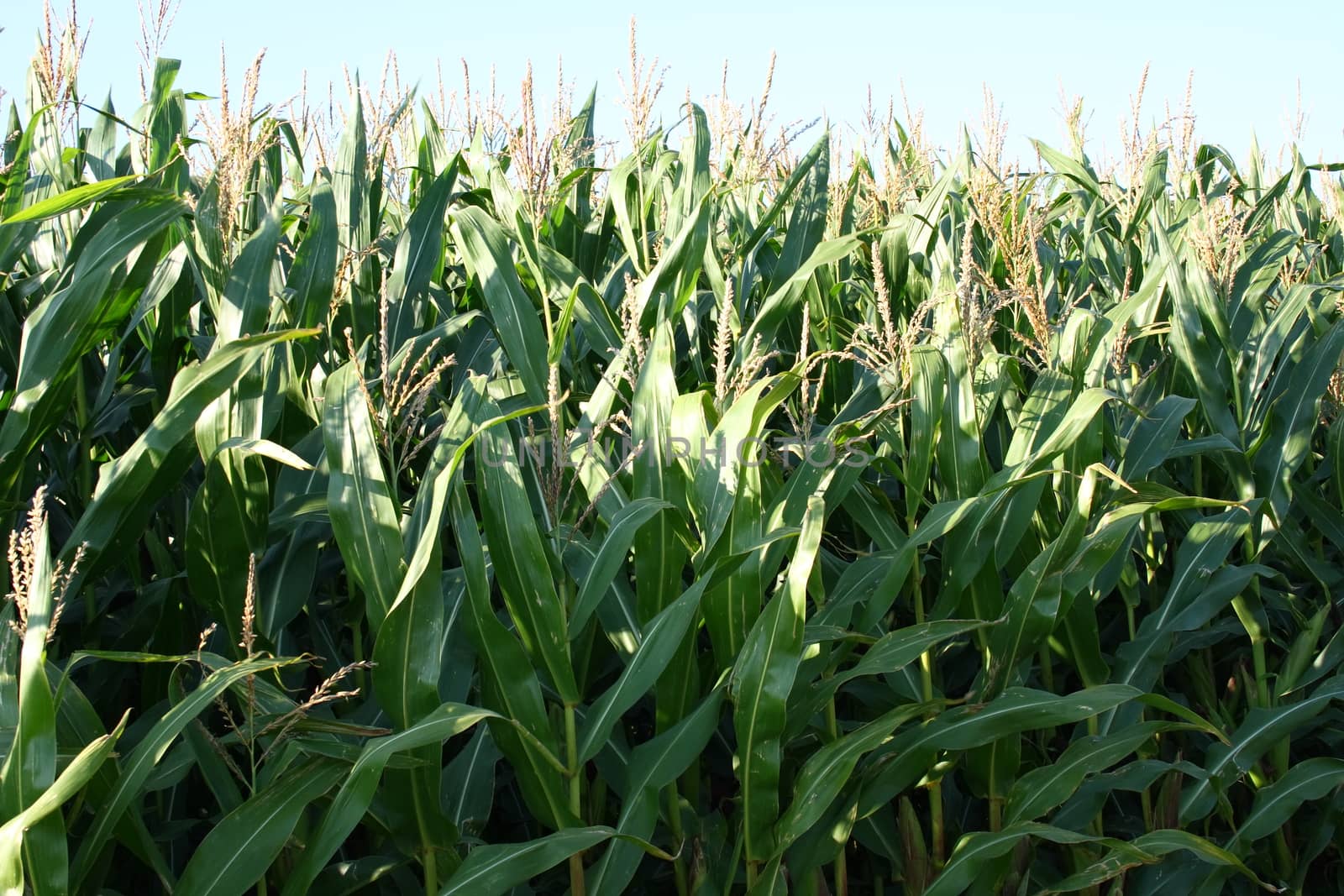 Harvest-able corn field, with blue sky in the background