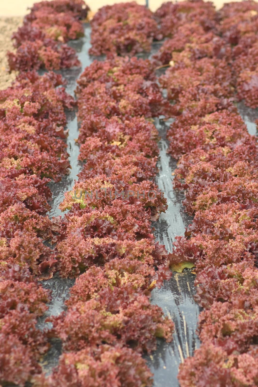 Lollo rosso or Lollo rossa (Lactuca sativa var crispa) in rows on black film