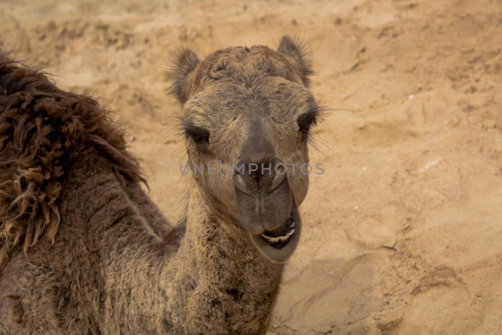Camel in Tunisia by inventa