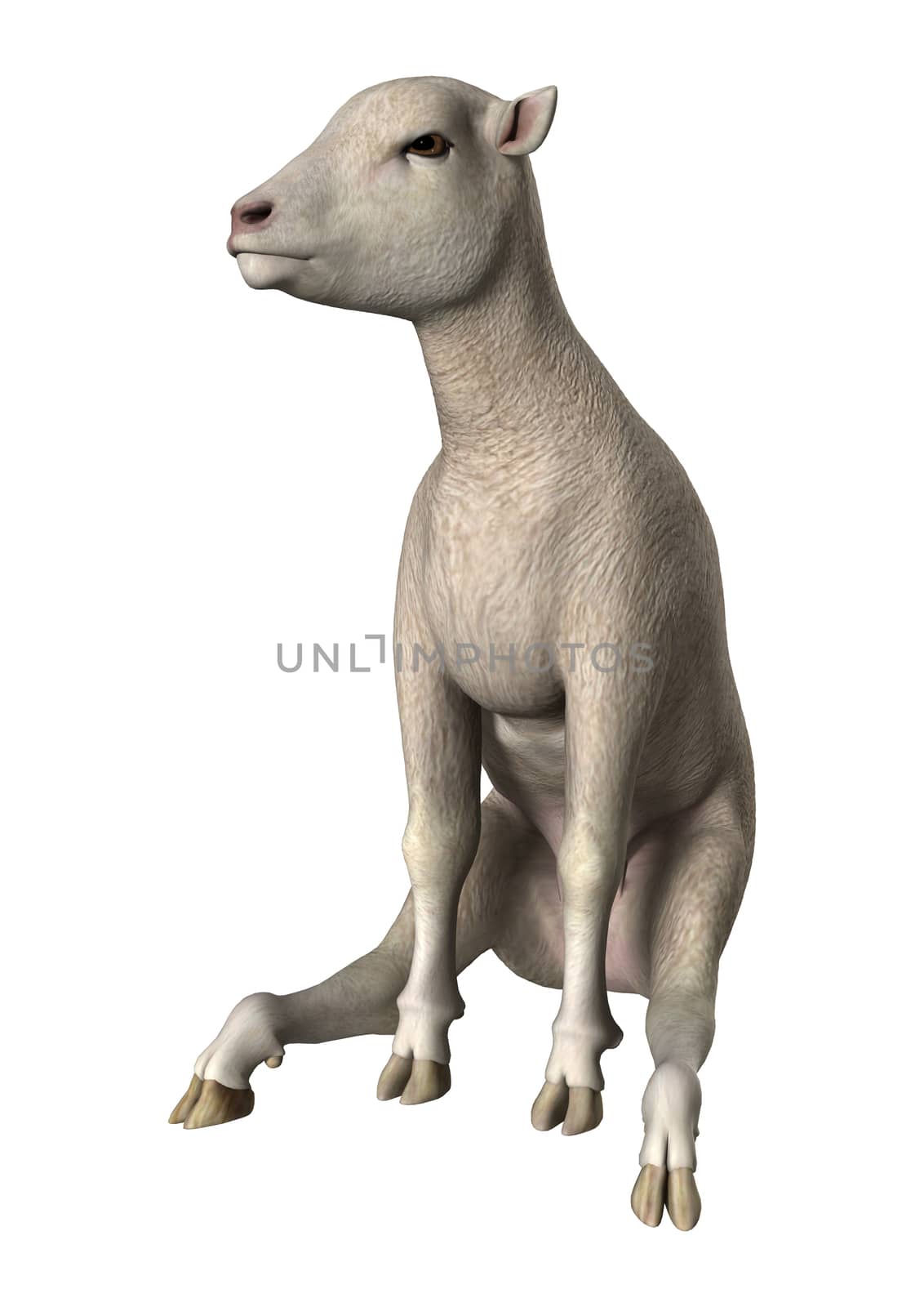 3D digital render of a sitting lamb isolated on white background