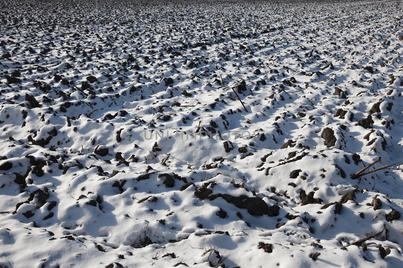 Snowy field by Gudella