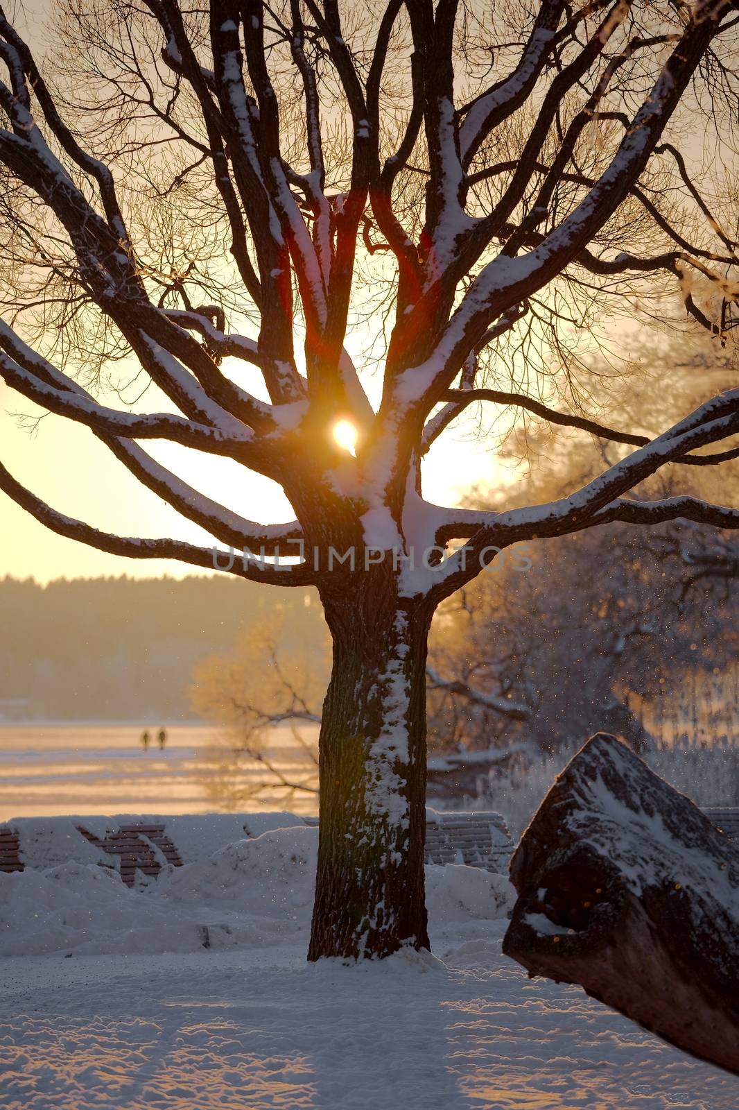 Winter tree with sunlight peeking through
