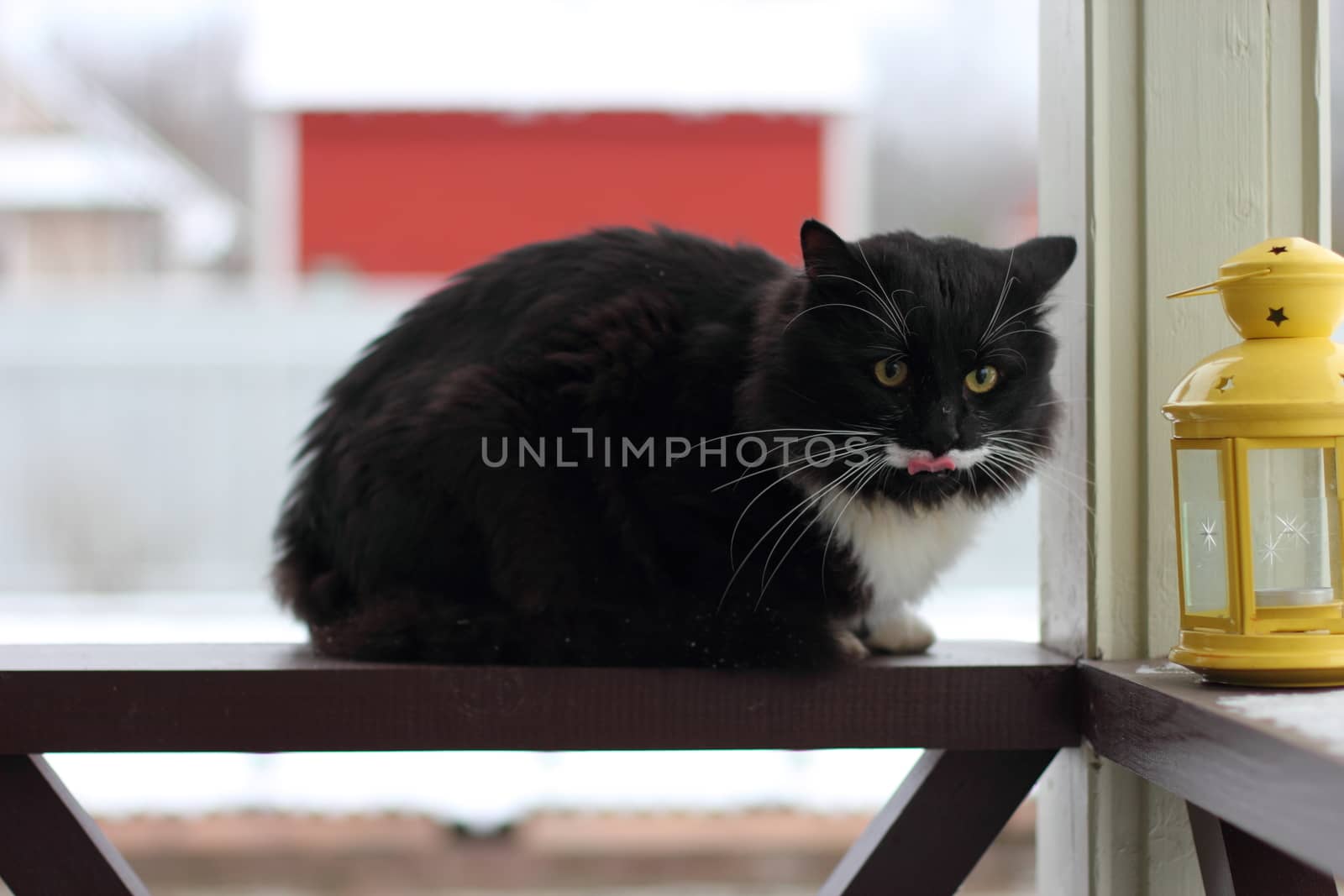 Black and white serious cat with yellow eyes near candlesticks