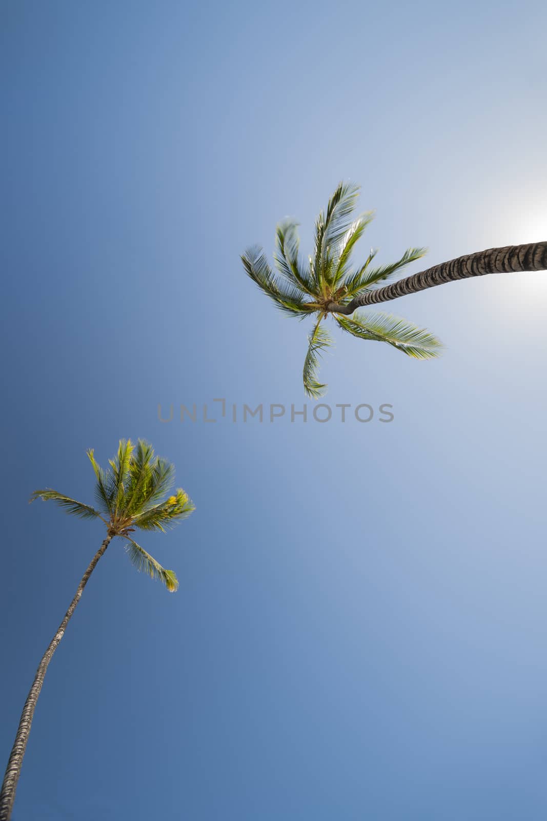 two Palm trees, low angle view against blue sky.