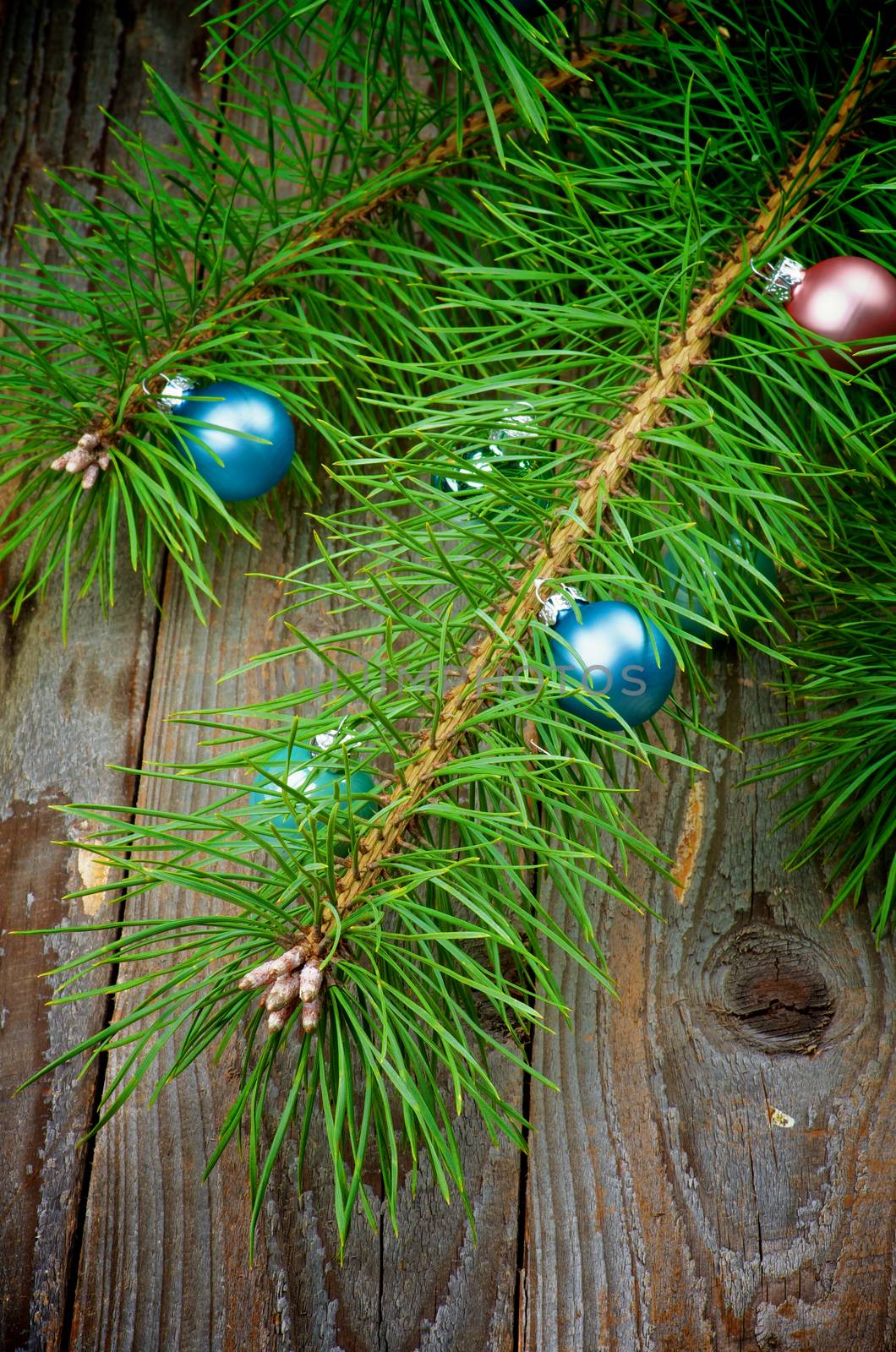 Christmas Decoration with Blue and Pink Baubles on Fluffy Green Pine Branch with Long Needles closeup on Rustic Wooden background