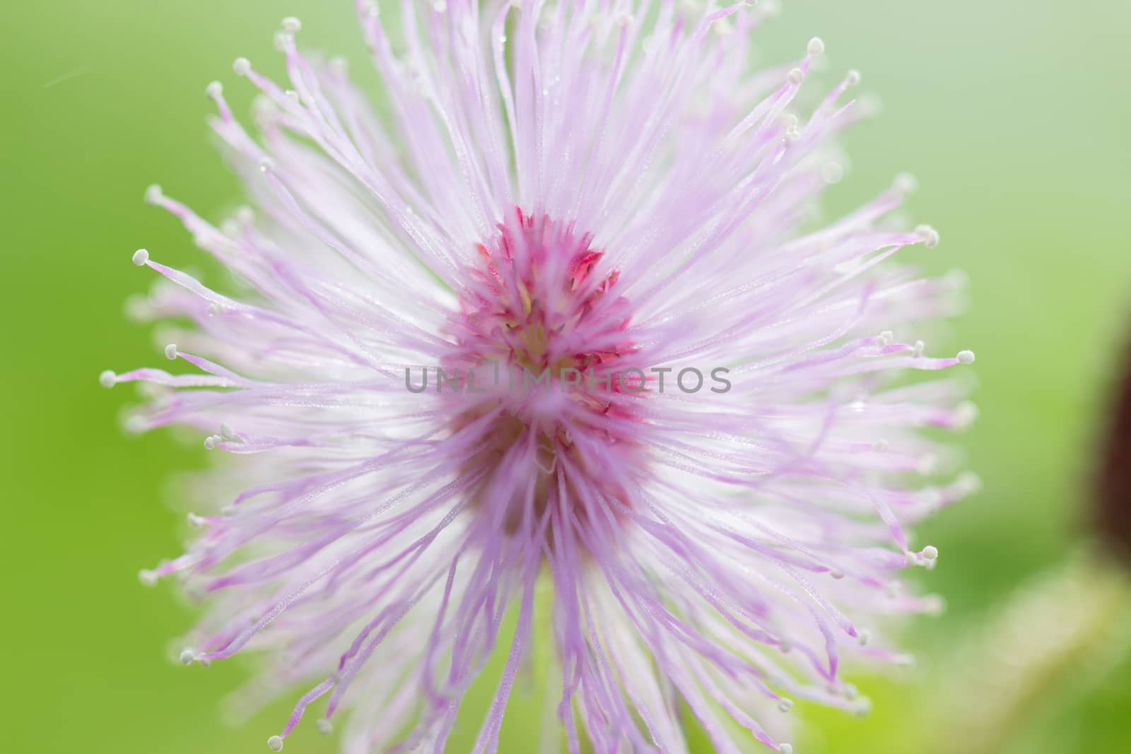 close up bush violet flower by blackzheep