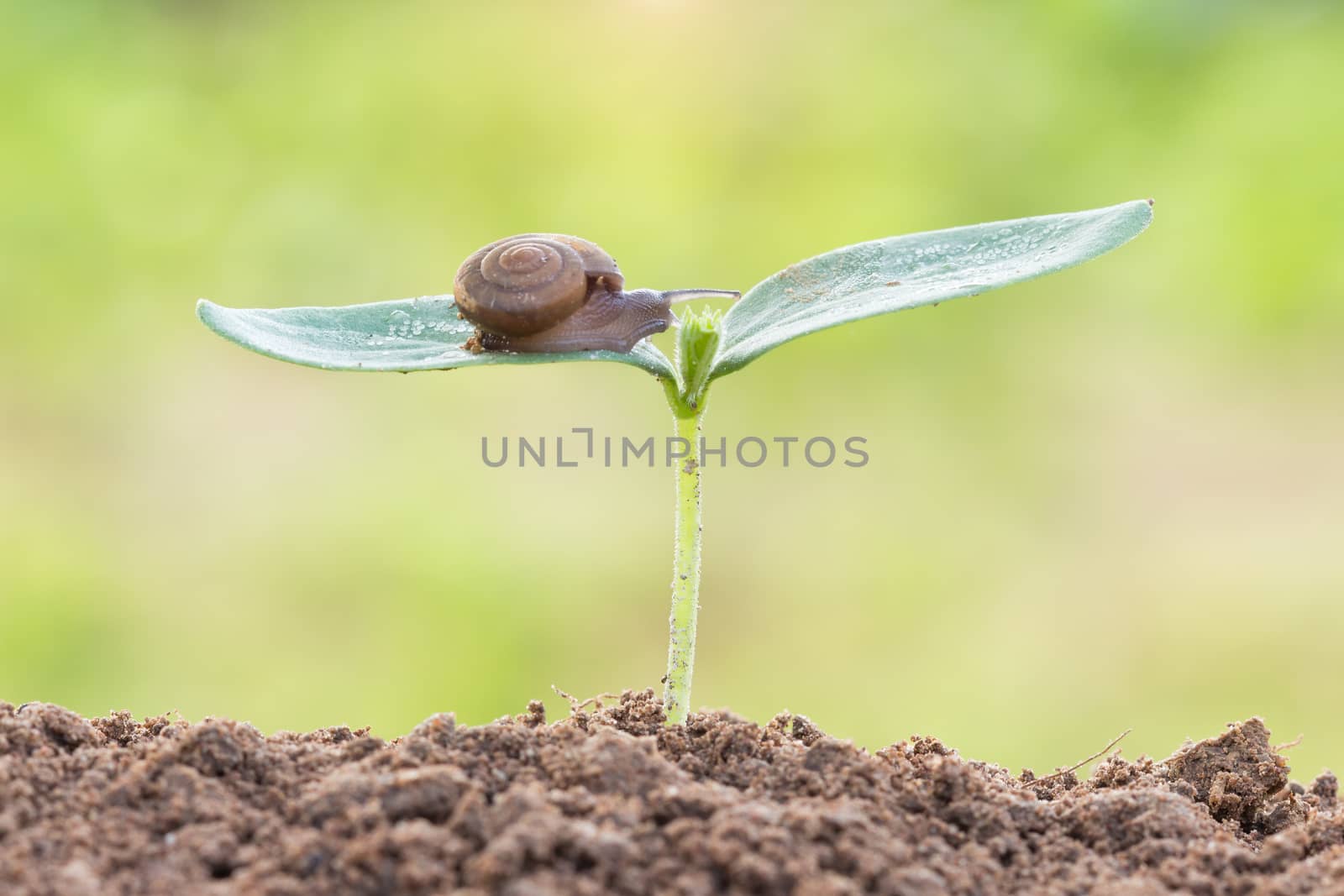 close up snail on seed young plant in morning