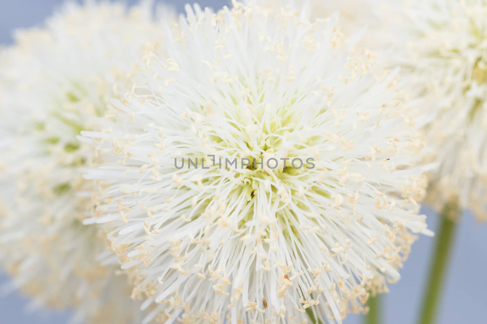 close up bush white flower