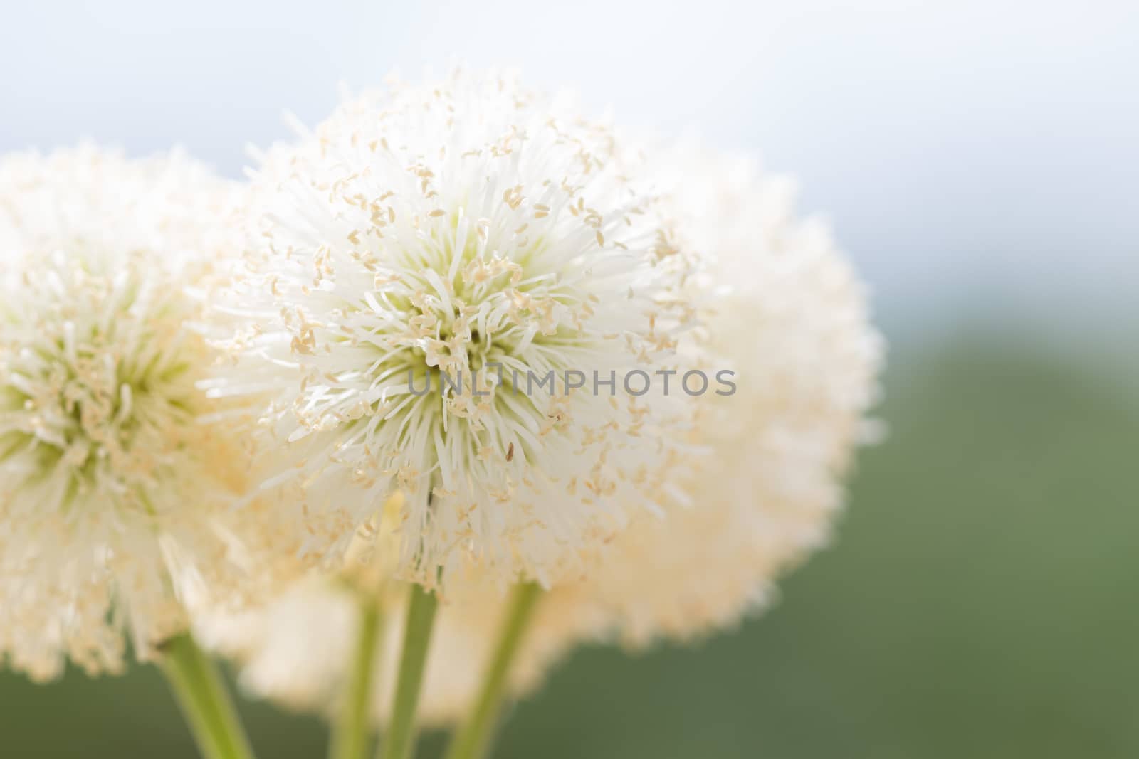 close up natural bush white flower by blackzheep